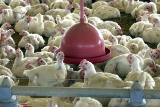 Governo descarta suspeita de gripe aviária em Sabará