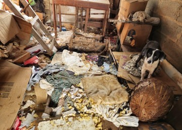móvel localizado no Centro da cidade da Grande BH está repleto de sujeira, e os animais da moradora continuam no local

 -  (crédito: Jair Amaral/EM/D.A PRESS)