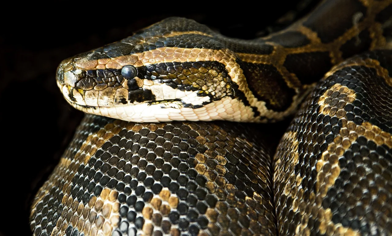 Um grupo de cientistas fez uma descoberta surpreendente sobre o “bafo de jiboia”, expressão popular para o som intimidador que essa espécie de serpente emite. De acordo com o estudo, esses répteis fazem um ruído branco (sem frequência definida) e têm uma “voz” individual, ou personalizada.
 -  (crédito: Imagem de Ian Lindsay por Pixabay )