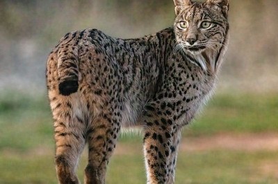 O lince ibérico (Lynx pardinus), um dos felinos mais raros do mundo, deixou de aparecer na lista dos animais ameaçados de extinção.  -  (crédito: wikimedia commons Diego Delso)