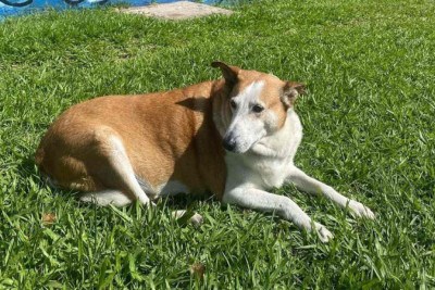 Deitado de barriga para cima, aproveitando o sol e cercado de estudantes, o cão Silveira virou sensação nas redes sociais e se tornou símbolo de afeto e acolhimento no campus da Universidade Federal de Santa Maria (UFSM), no Rio Grande do Sul -  (crédito: Reprodução/Redes Sociais)