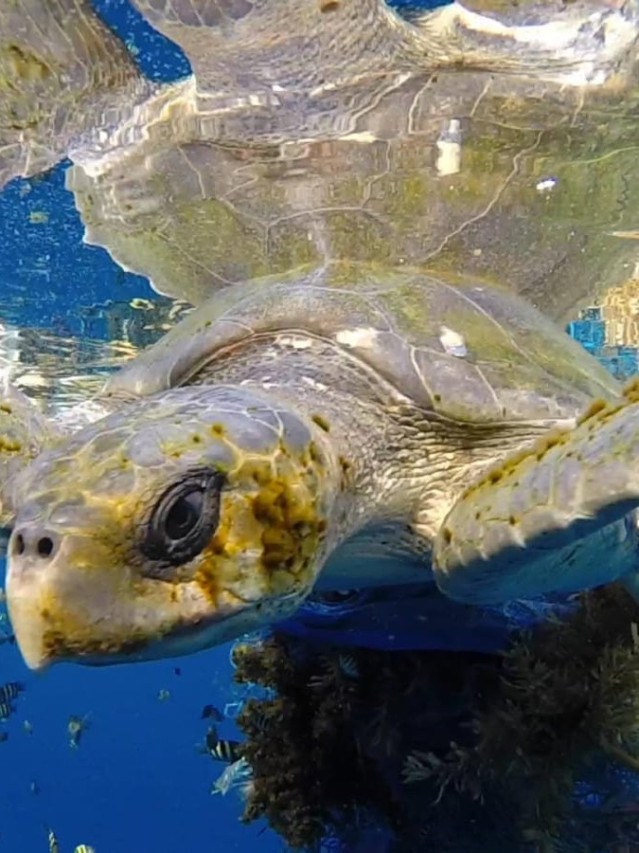 Estado com menor litoral no brasil é o favorito das tartarugas marinhas