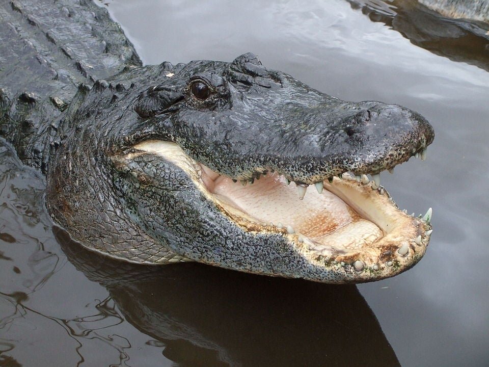 Fato nÃºmero 2: Dormem de boca aberta - Os crocodilos nÃ£o suam, entÃ£o se sentam ou deitam com a boca aberta para liberar calor. Por isso, se vocÃª ver esse animal de boca aberta, nÃ£o precisa ficar em pÃ¢nico, pois ele pode estar se refrescando ou atÃ© mesmo dormindo. 