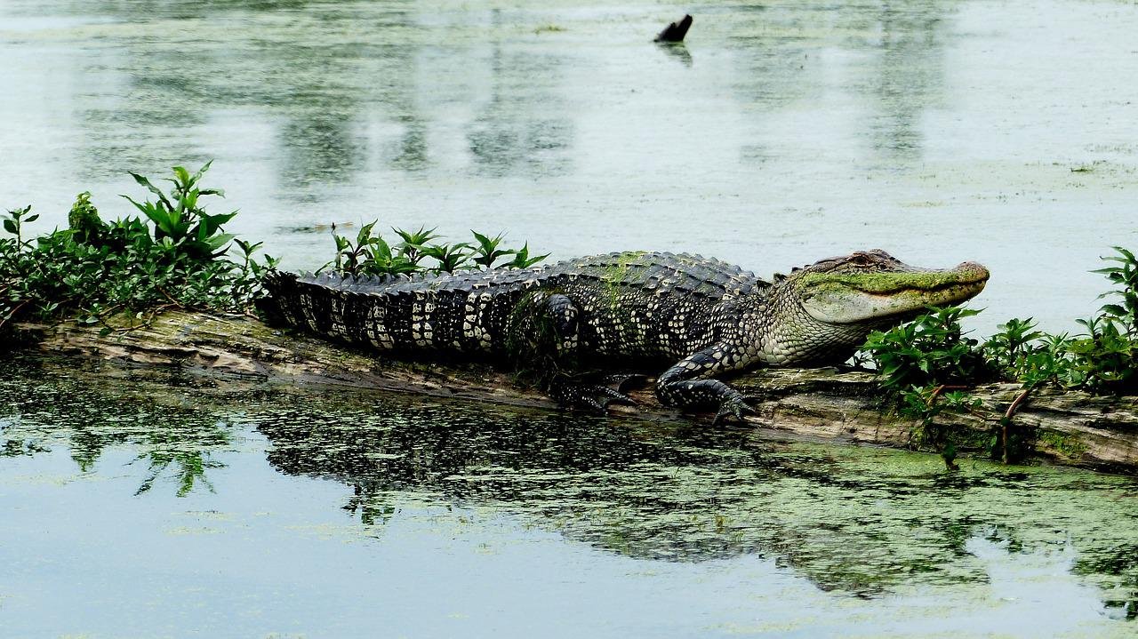 Fato número 10: Diferença entre jacaré e crocodilo - Uma das formas de você distinguir um jacaré de um crocodilo é observando o focinho deles. Os jacarés apresentam o focinho largo e arredondado, enquanto os crocodilos têm a cabeça mais afilada.