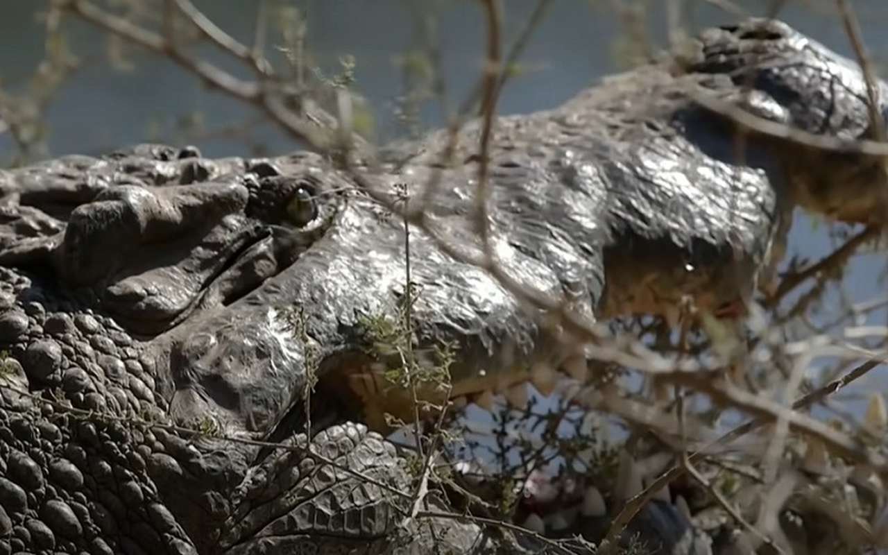 Fato nÃºmero 9: Mordida mais forte do mundo - Muitos acham que a mordida de um tubarÃ£o Ã© a mais poderosa do mundo, porÃ©m quem pensa assim estÃ¡ enganado. Para ter uma noÃ§Ã£o, a mordida do crocodilo Ã© simplesmente dez vezes mais forte em comparaÃ§Ã£o com a de um grande tubarÃ£o branco.