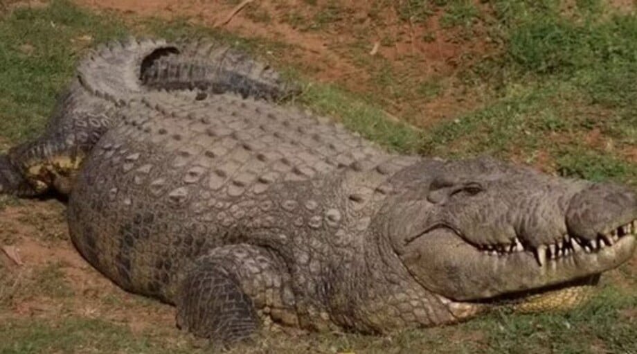 Além de ser o mais longevo crocodilo de que se tem notícia, Henry mede mais de cinco metros, tamanho incomum para a espécie (crocodilo do Nilo). O réptil pesa 700 quilos.

