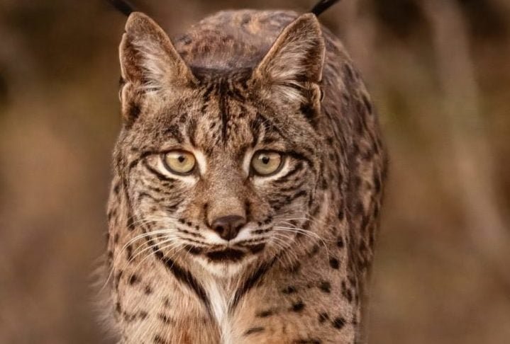 A boa notícia foi divulgada no dia 20/06/24. Agora, o número de linces ibéricos supera os 2 mil indivíduos.