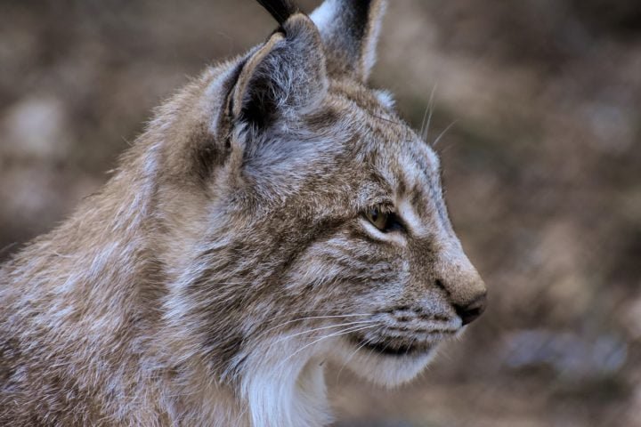 "A Lista Vermelha da UICN é uma ferramenta essencial para medir o progresso no sentido de travar a perda de natureza e alcançar os objetivos globais de biodiversidade para 2030", destacou a Diretora Geral da UICN, Dra. Grethel Aguilar. 