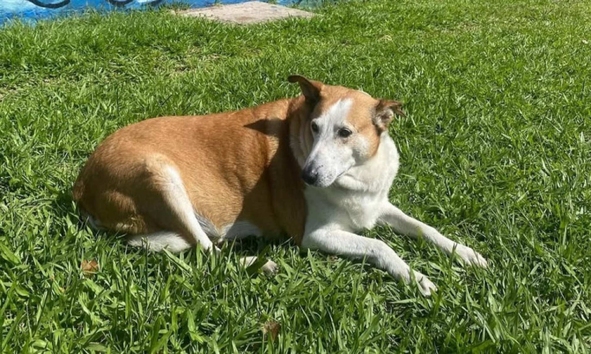 Deitado de barriga para cima, aproveitando o sol e cercado de estudantes, o cão Silveira virou sensação nas redes sociais e se tornou símbolo de afeto e acolhimento no campus da Universidade Federal de Santa Maria (UFSM), no Rio Grande do Sul