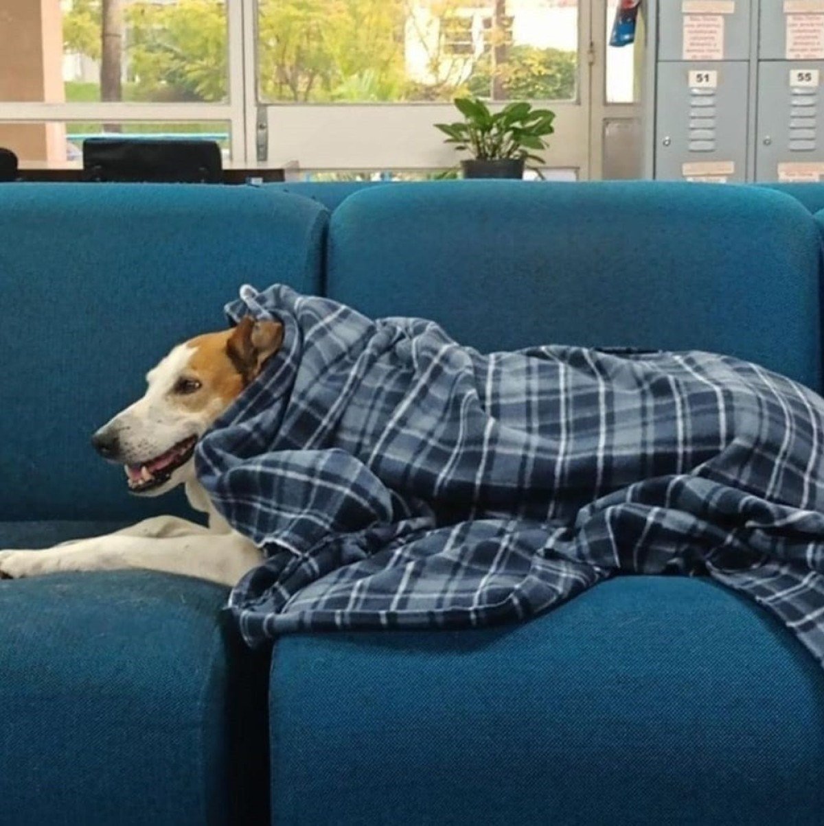 Com cerca de 10 anos, o simpático vira-lata, que vive na instituição, ganhou status de mascote oficial e até o apelido carinhoso de 