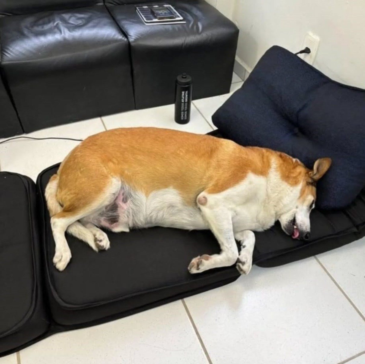 Ele é cuidado pelo Projeto Zelo, iniciativa da universidade dedicada à proteção de animais abandonados