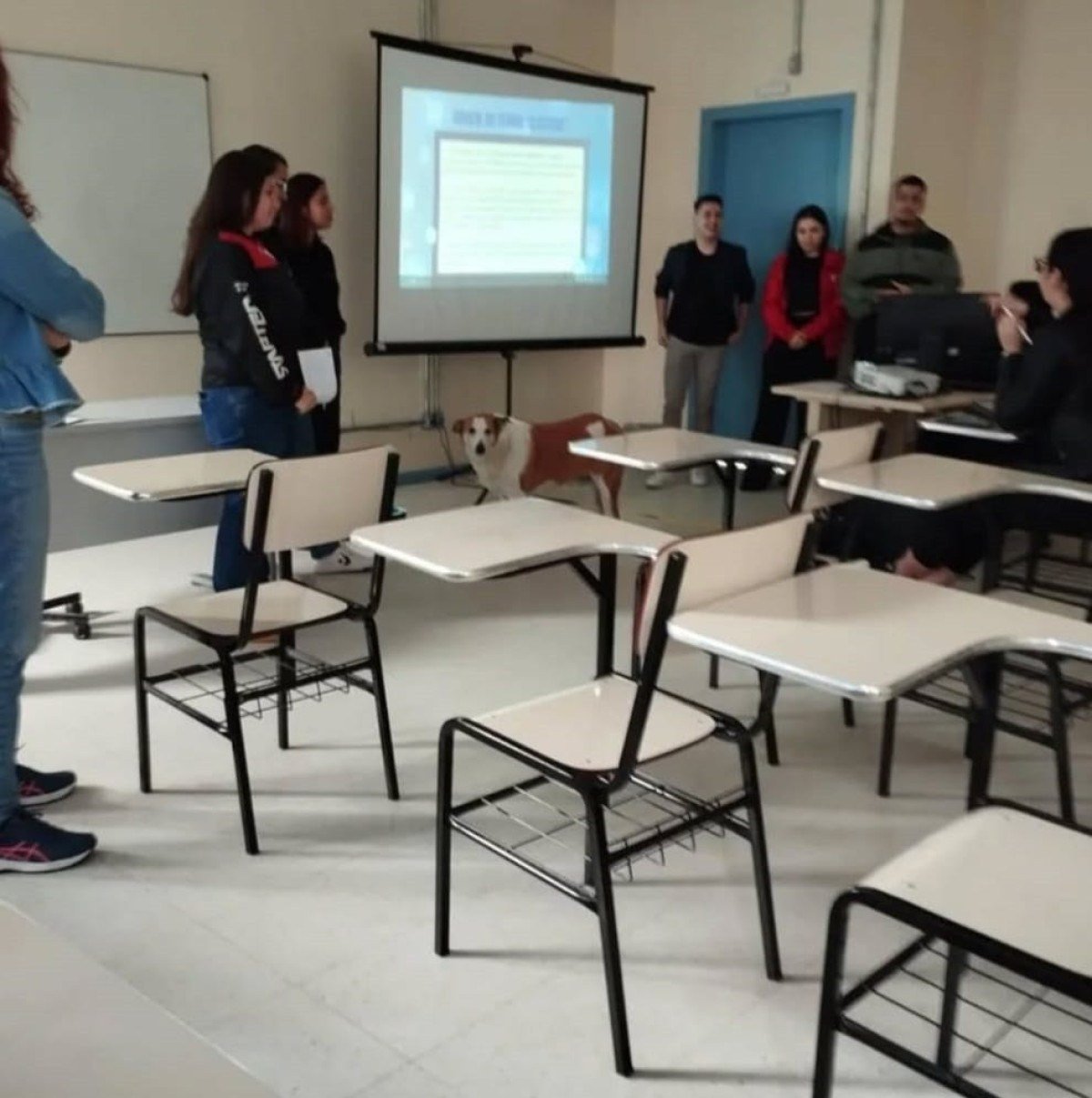 A fama do cãozinho ultrapassou os limites do campus. Silveira já acumula mais de 37 mil seguidores no Instagram, onde são compartilhadas imagens de sua rotina, campanhas de adoção, dicas de bem-estar animal e divulgações de ONGs que atuam na causa