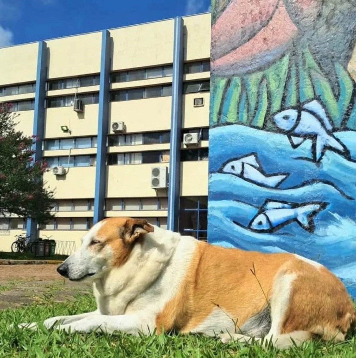 Silveira não apenas cativa com sua personalidade brincalhona e sonolenta, como também simboliza o sucesso de um projeto que vai além do carinho por um animal: o Zelo UFSM promove castrações, adoções responsáveis e a conscientização sobre a guarda ética de pets