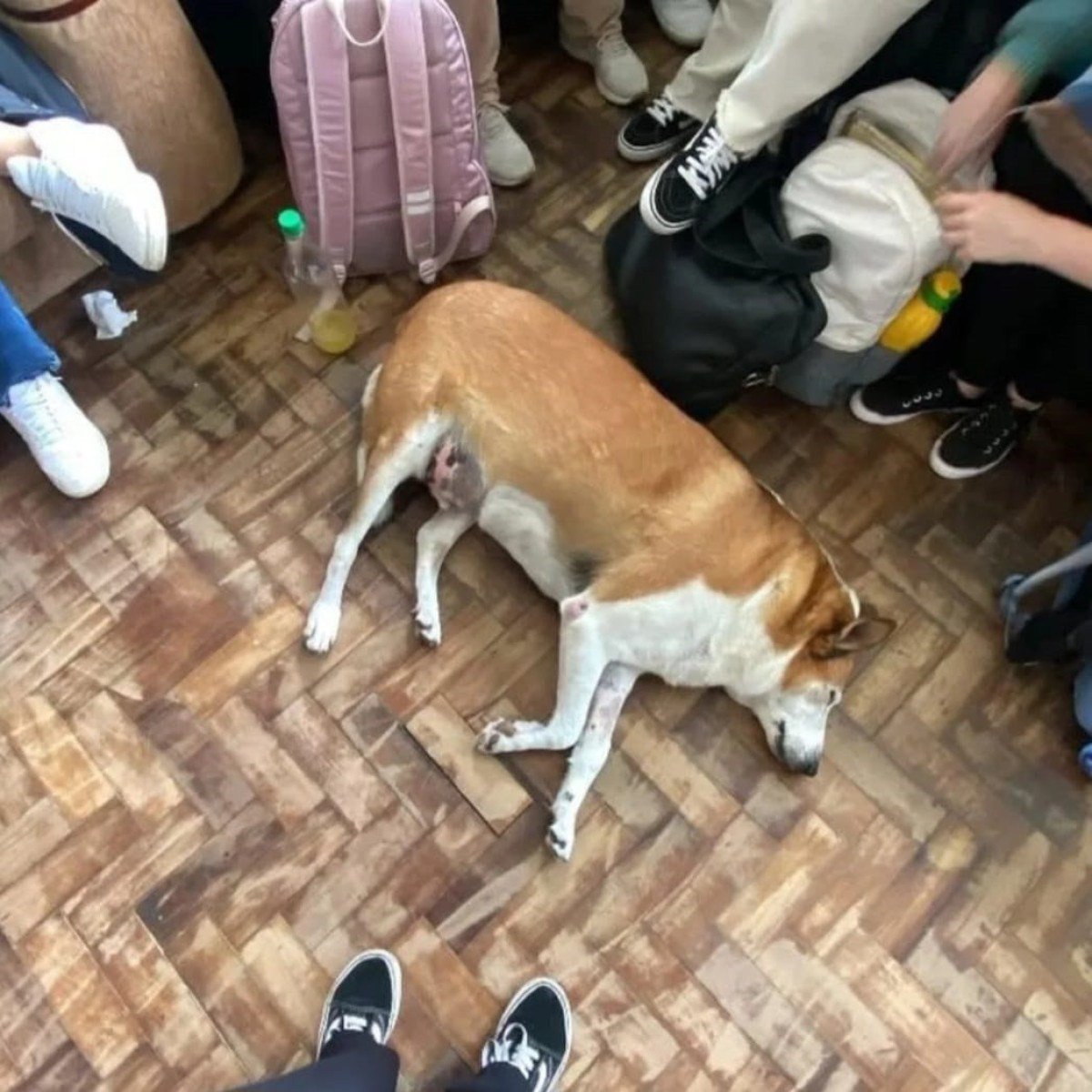 
De mascote a celebridade, Silveira conquistou um espaço único na vida dos estudantes e nas redes sociais. E, como todo bom 