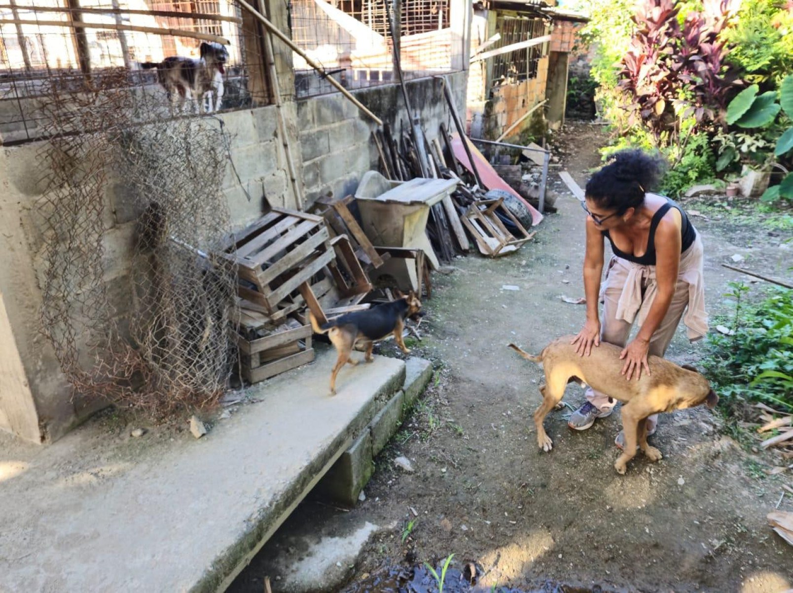 Patrícia Dutra e outras quatro protetoras fazem um revezamento voluntário para cuidar dos pets

-Jair Amaral/EM/D.A PRESS