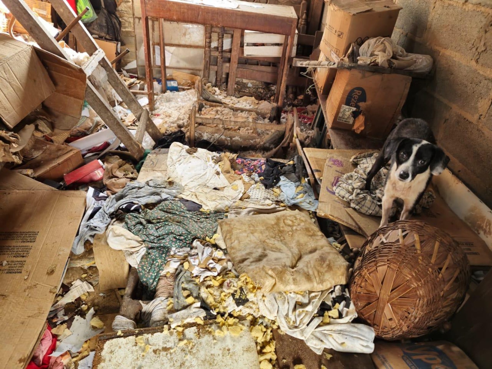 Imóvel localizado no Centro da cidade da Grande BH está repleto de sujeira, e os animais da moradora continuam no local

-Jair Amaral/EM/D.A PRESS