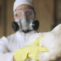 Gripe aviária: por que cientistas alertam que doença pode causar próxima pandemia - Getty Images