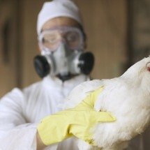 Pesquisa brasileira revela rotas da gripe aviária que está matando animais na Antártida
