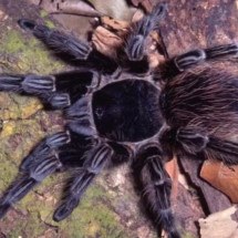 Veneno de aranha brasileira pode ajudar na descoberta da cura do câncer - Divulgação Butantan