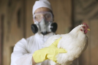 Gripe aviária: por que cientistas alertam que doença pode causar próxima pandemia