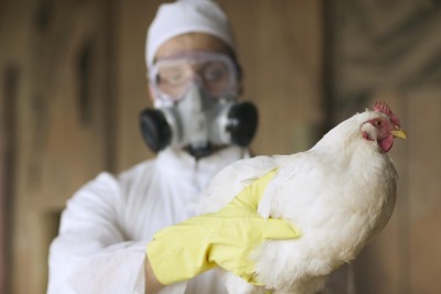 Gripe aviária já infectou um grande número de vacas nos EUA, com casos registrados em mais de mil rebanhos leiteiros -  (crédito: Getty Images)