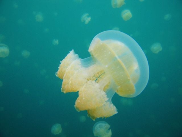 Esse animal marinho tem até uma data comemorativa: 3 de Novembro é Dia Mundial da Água-Viva.-Profberger wikimedia commons