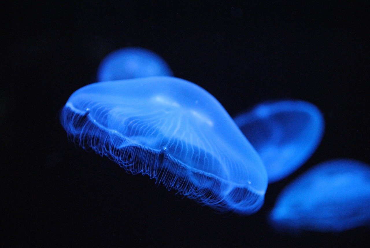 Uma curiosidade é que existem águas-vivas que brilham na escuridão. Elas possuem órgãos bioluminescentes que provocam esse efeito. Mas nem todas são assim.-Imagem de Lisa por Pixabay