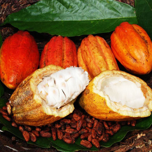 Os flavonoides diminuem os riscos de danos nas células de todo o corpo: envelhecimento celular, dano neurológico. No Brasil, o Pará é o maior produtor de cacau. Para saber mais sobre a fruta, veja a galeria do Flipar intitulada "Cacau é estrela na Páscoa - Brasil é sétimo produtor mundial"