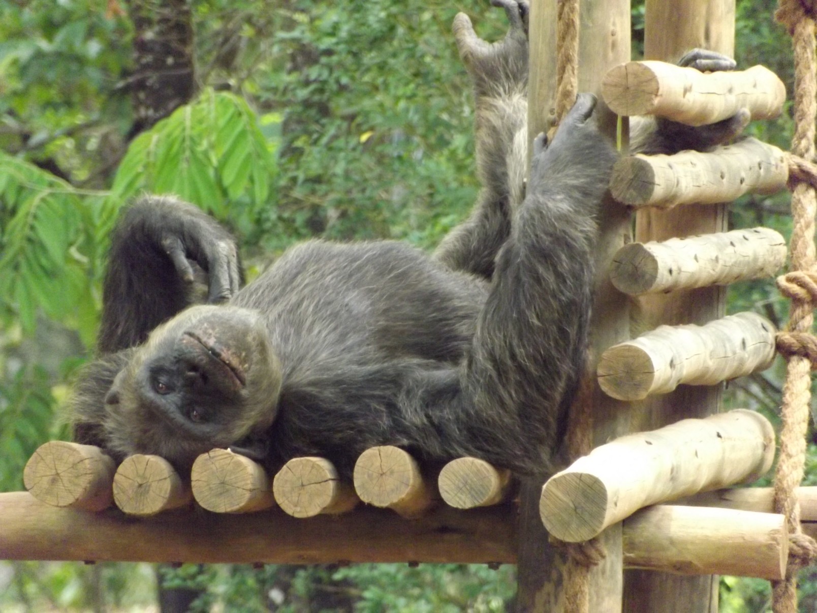 Fundado em 1959, o Jardim Zoológico da Fundação de Parques Municipais e Zoobotânica, localizado na região da Pampulha, se consolidou como um espaço de lazer e educação ambiental em Belo Horizonte
