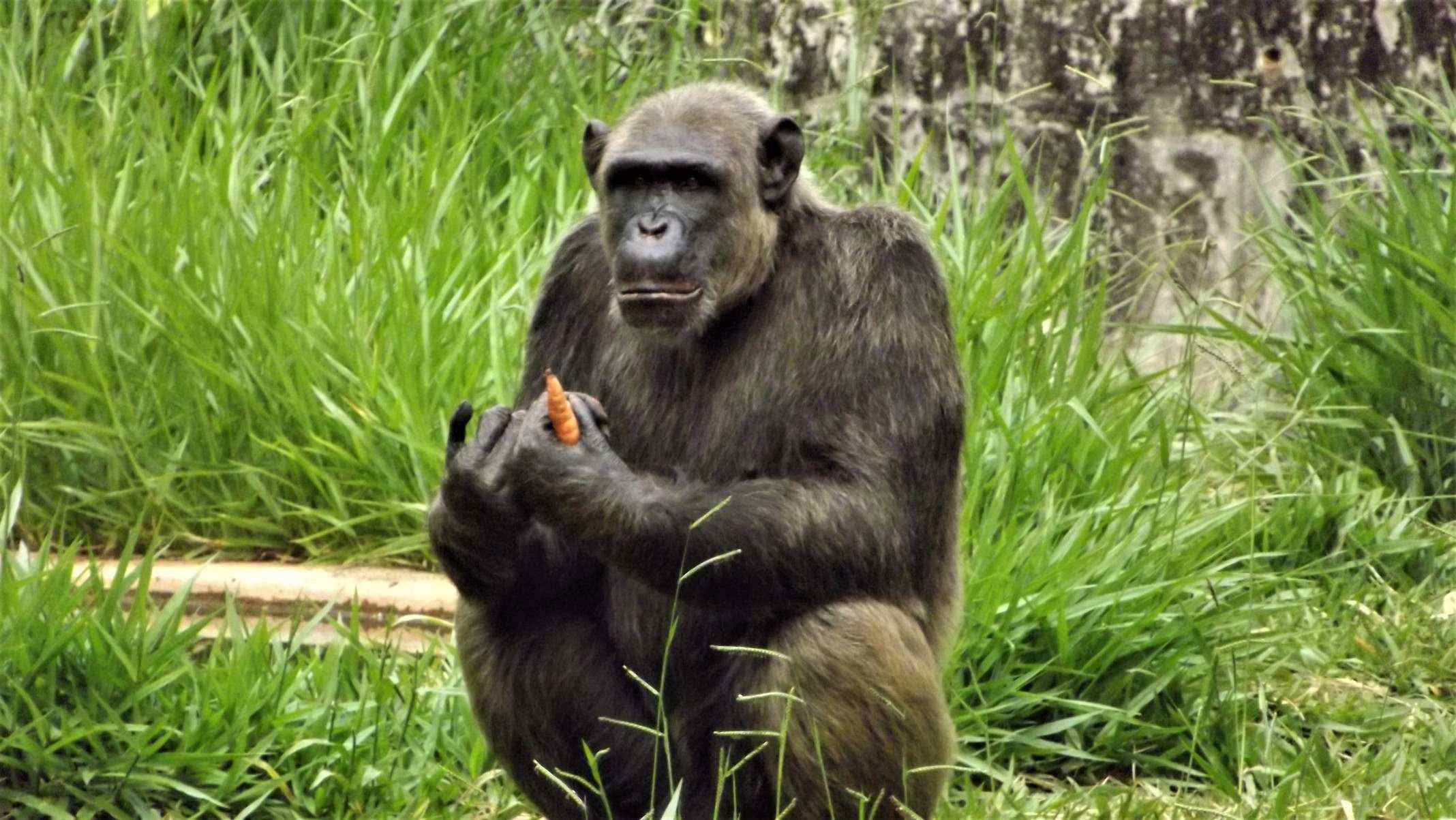 Chimpanzé 