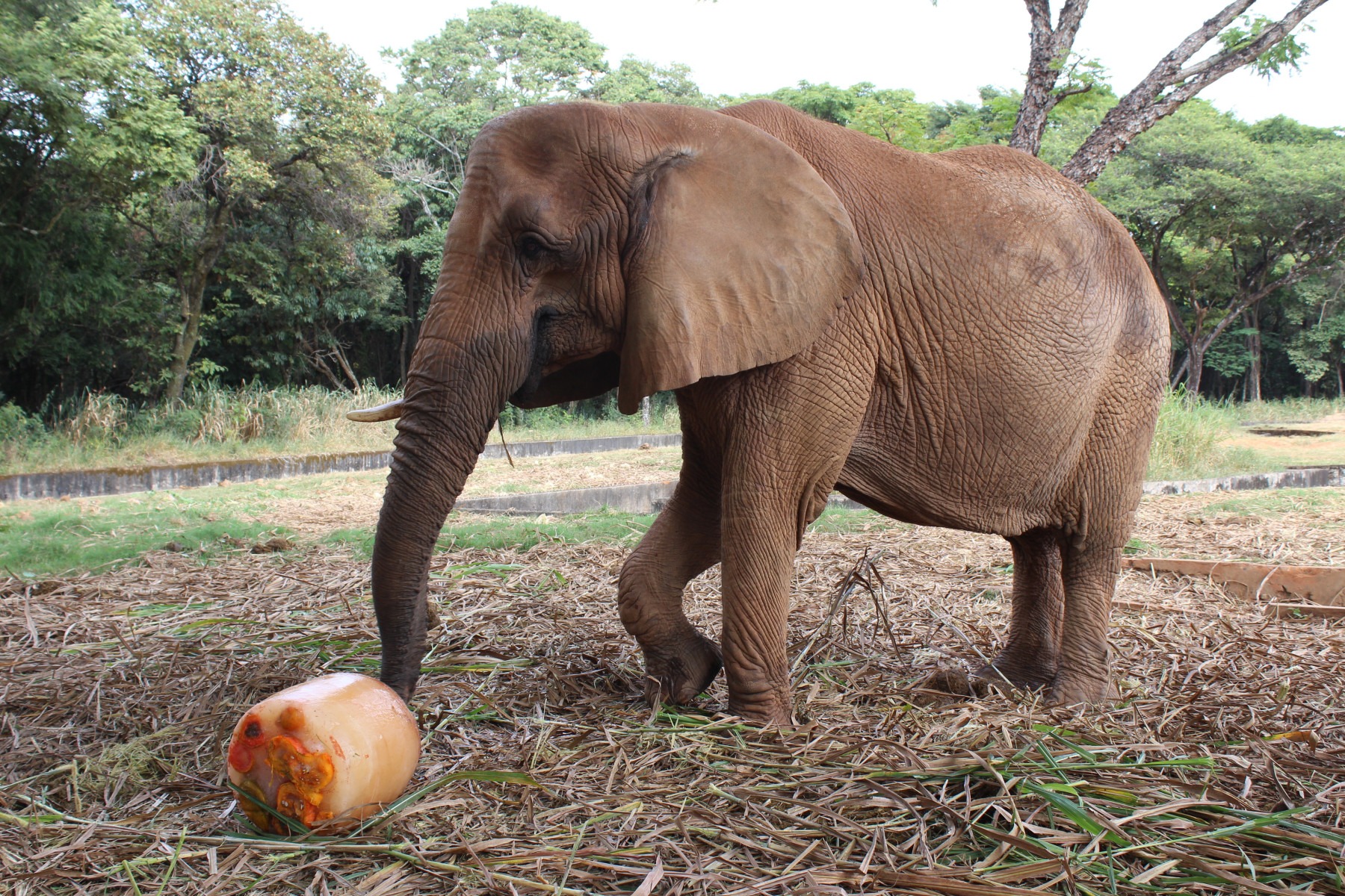 Elefante 