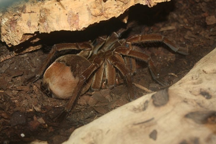 Aranha-golias-comedora-de-pÃ¡ssaros (Theraphosa blondi): Essa Ã© uma aranha carnÃ­vora que vive na AmazÃŽnia. Ela Ã© a maior aranha da AmÃ©rica do Sul, com uma envergadura de pernas de atÃ© 25 centÃ­metros, alÃ©m de ter um veneno considerado potente para suas presas.-wikimedia commons Ltshears