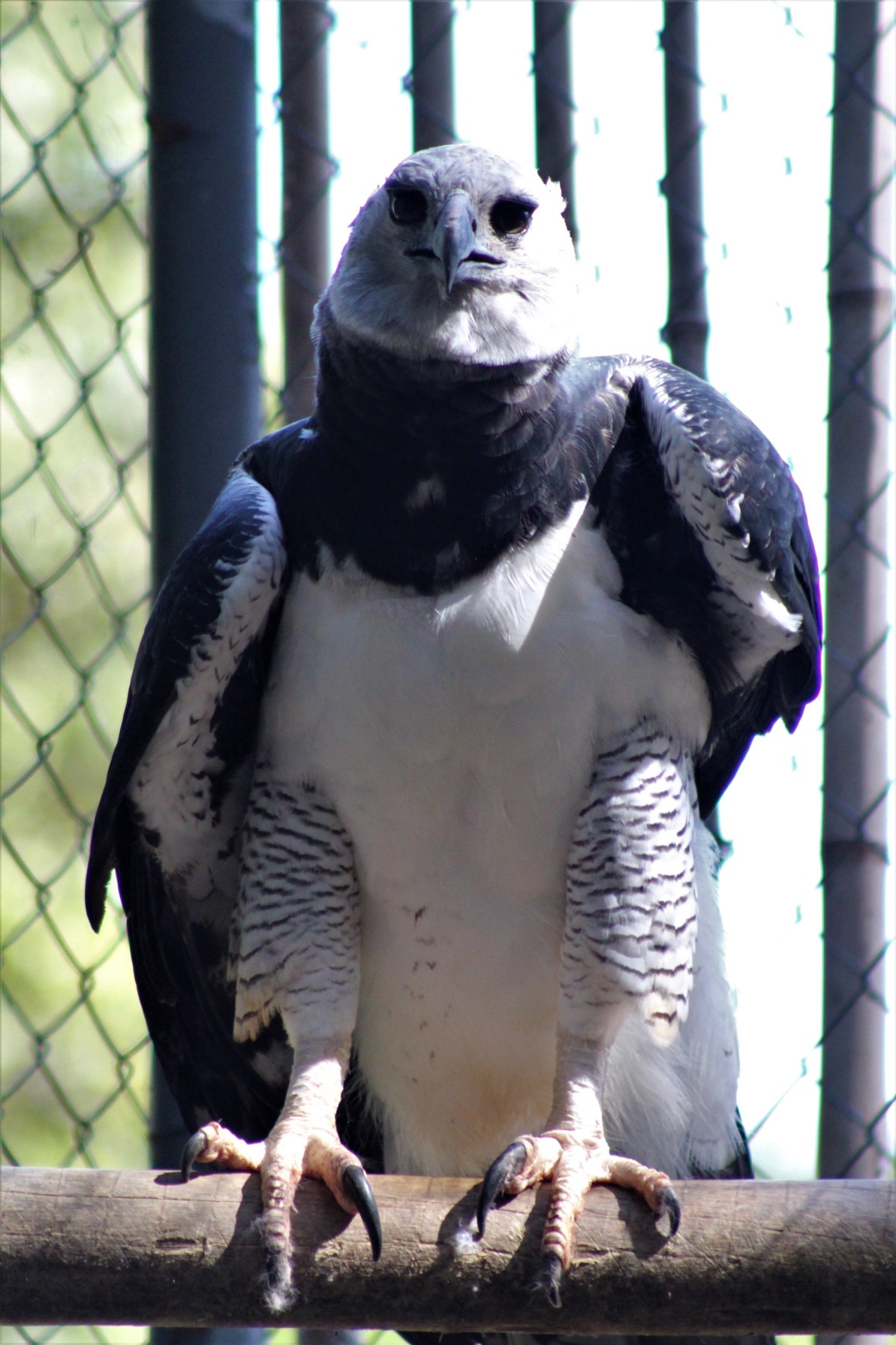 Harpia: Sendo o animal mais velho do Zoológico, a harpia macho de 45 anos, chegou ao espaço em 1979. A ave, comum na mitologia grega, é considerada a ave mais forte do planeta e a maior ave de rapina brasileira