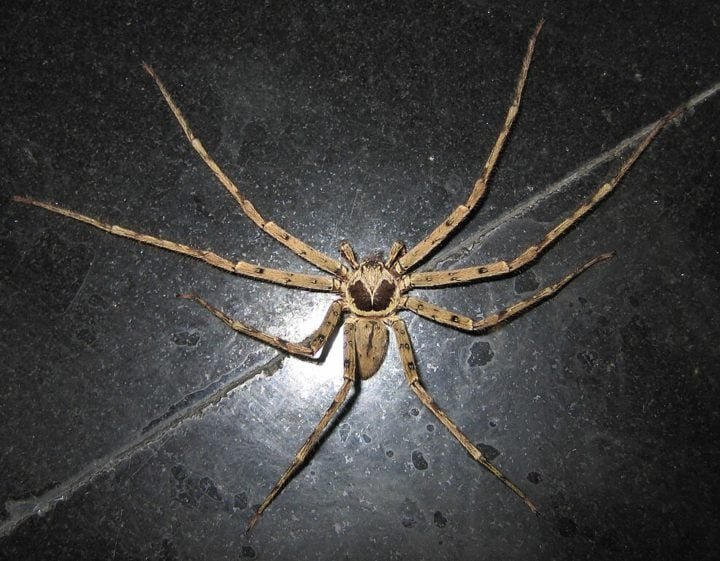 Aranha-caranguejo (Heteropoda venatoria): Ao contrário da ‘cara-de-macaco’, essa é uma aranha grande, que chega a medir 20 cm de envergadura. Ela pode ser encontrada em várias partes do mundo.-wikimedia commons Vinayaraj