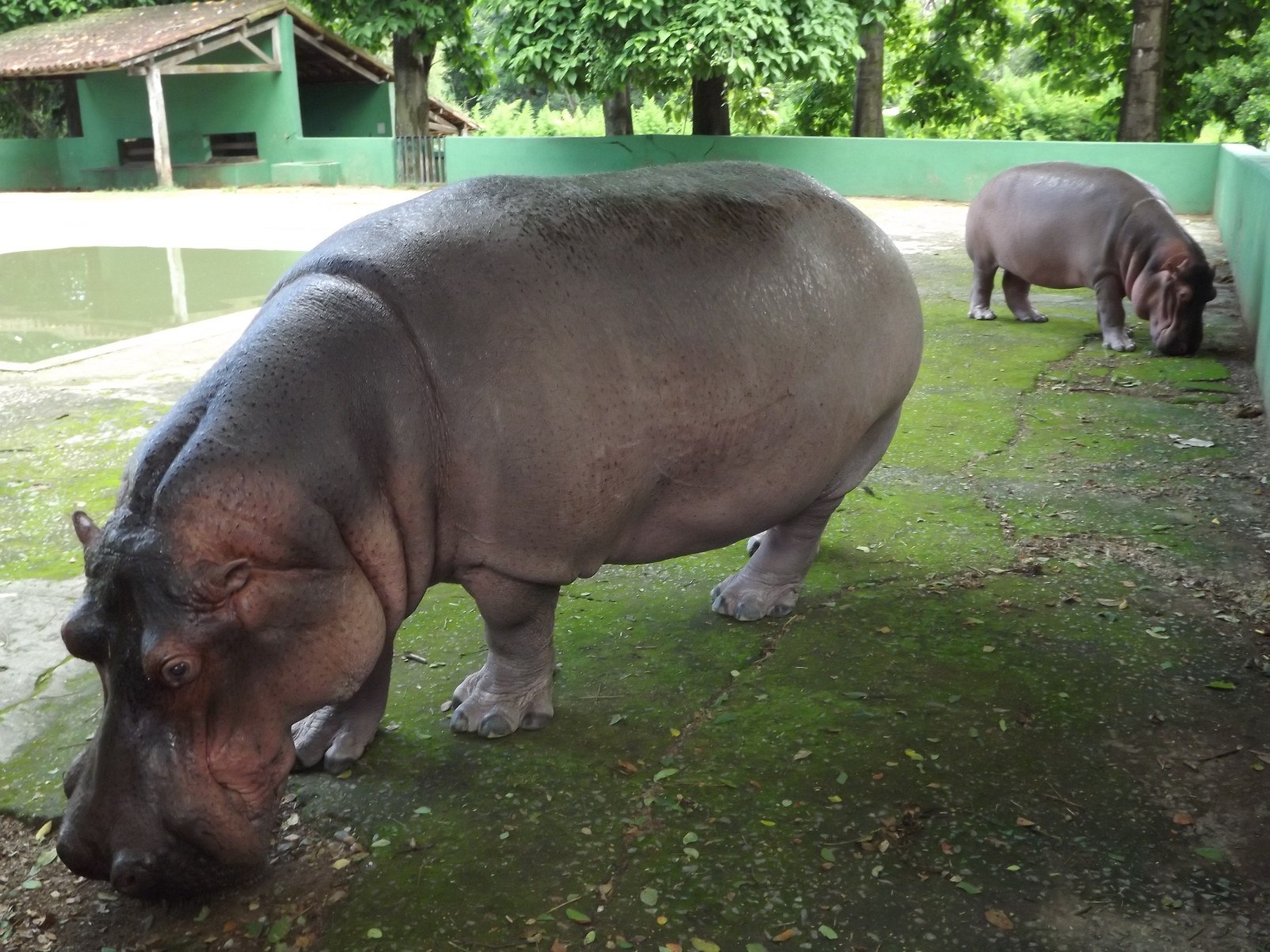 Mas hoje, o destaque vai para os anciões do local, animais que encantam não apenas pela beleza, mas pela longevidade e pelas histórias que carregam. Confira a seguir os 10 animais mais velhos do Zoo
