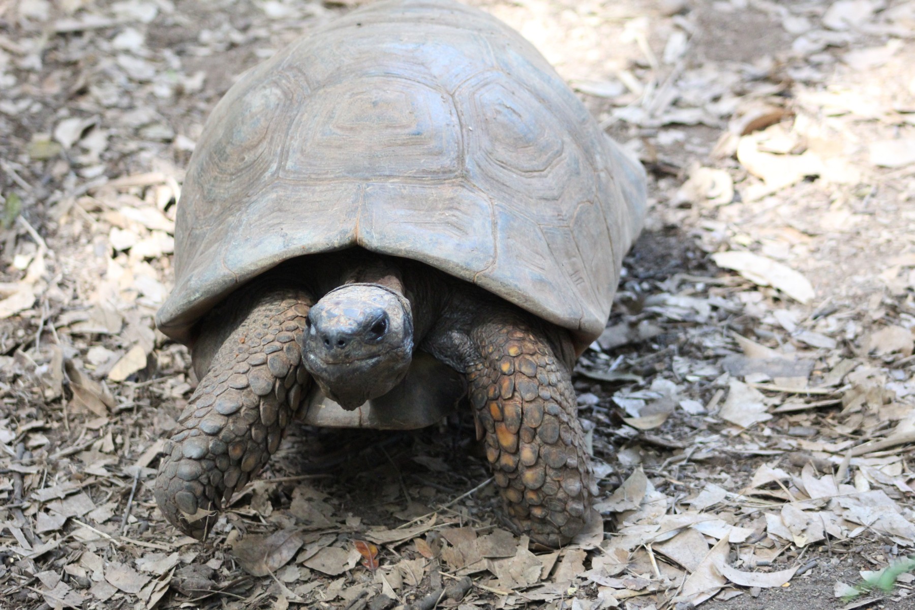 Jabuti-tinga: Aos 40 anos, está no Zoo desde 1994. O jabuti-tinga é uma das duas espécies de jabuti existentes. Conhecido por seu casco brilhante, esse réptil é onívoro, se alimentando de vegetais, frutas e proteína animal (tais como insetos e minhocas)