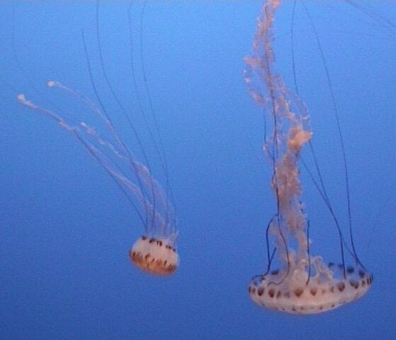 Existem mais de mil espécies de águas vivas pelos oceanos, em todo o planeta. No Brasil, as mais comuns são Olindias sambaquiensis, Physalia Physalis (caravela portuguesa - foto) e Chrysaora láctea-Manuel Anastácio wikimedia commons