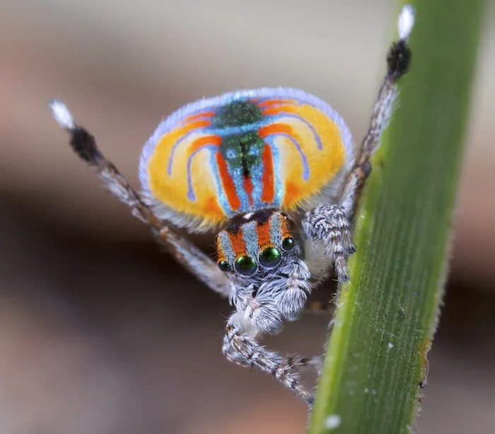 Aranha-pavão (Maratus volans): Essas pequenas aranhas saltadoras da Austrália são conhecidas por seus padrões coloridos e comportamento de exibição durante o acasalamento, que se assemelha a um leque aberto.-flickr Jürgen Otto