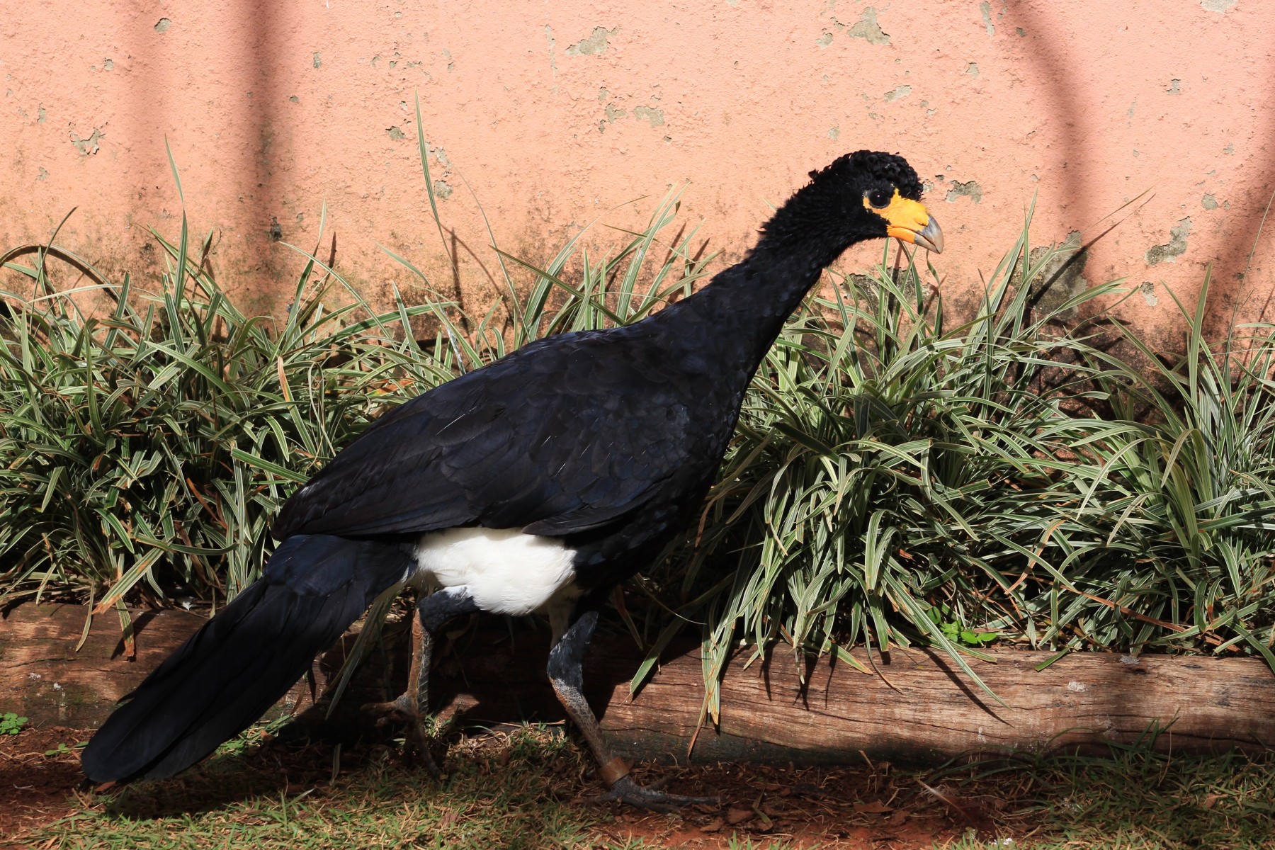 Mutum-do-norte: também com 31 anos, mede cerca de 84 cm, possuindo penas negras, sendo as da região do ventre e a ponta das penas da cauda de tons castanhos
