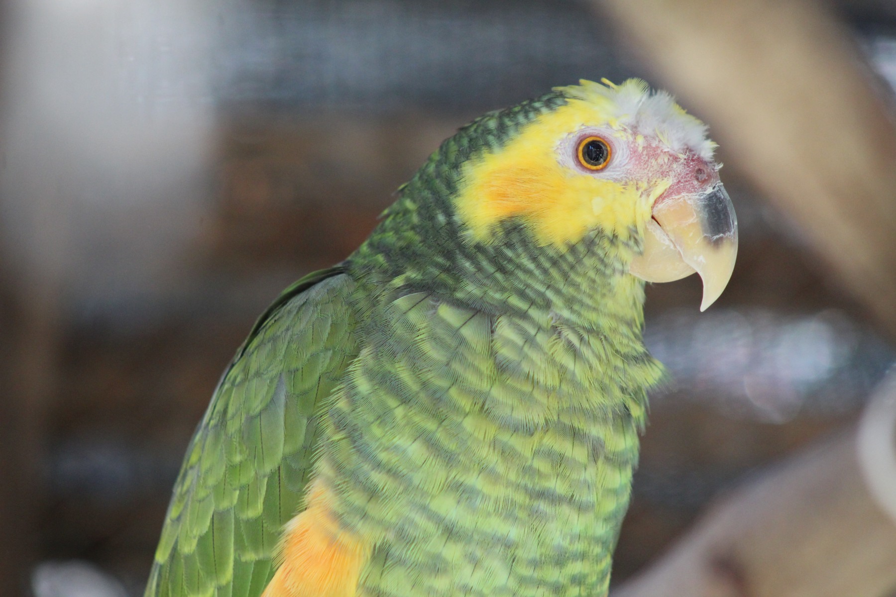 Papagaio-galego: Com pelo menos 31 anos, o animal chegou ao Zoo em 1994. Caracteriza-se pela plumagem verde-clara, com barriga e cabeça de cor amarela, e bico rosado. O papagaio-galego é tímido e não aprende a falar