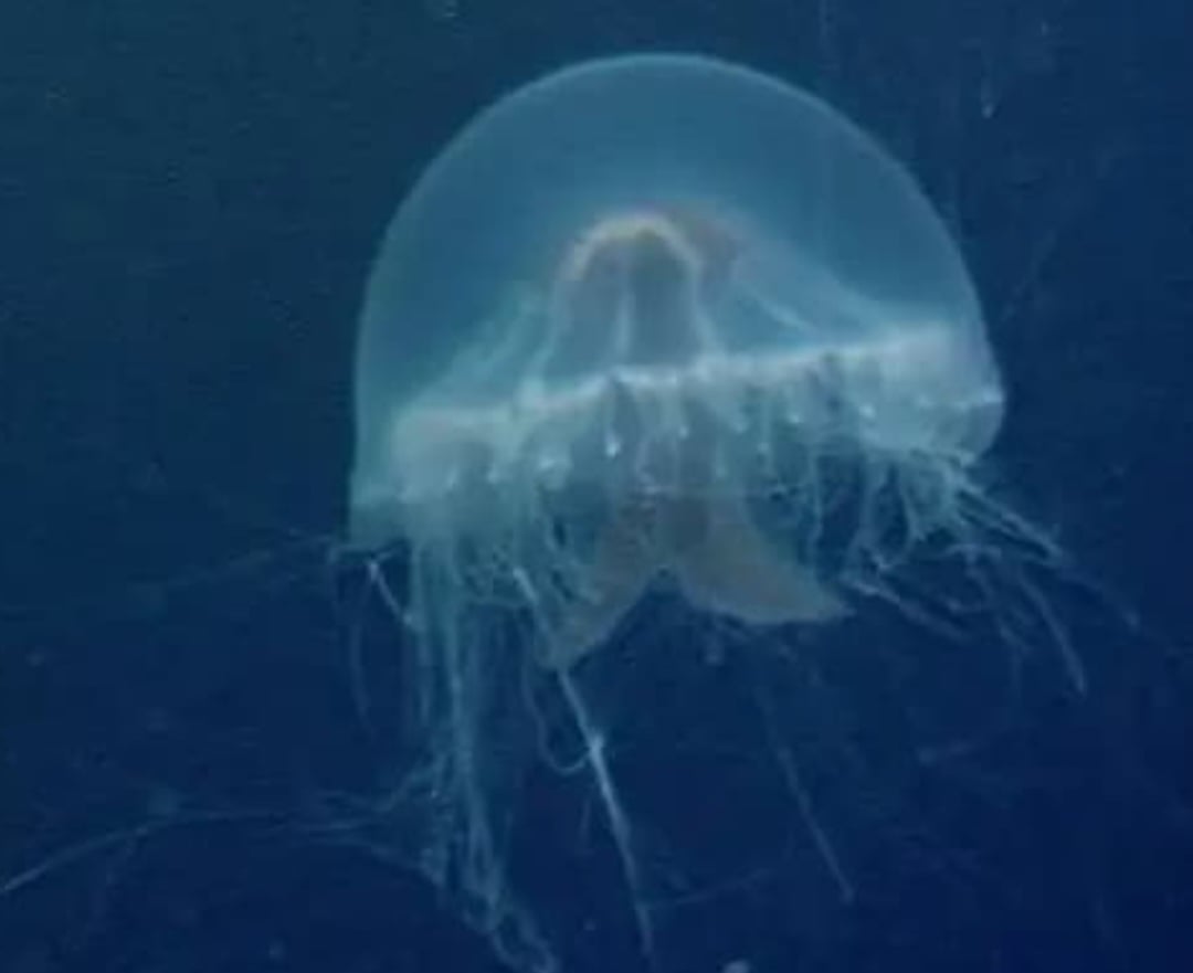Essa água viva  habita uma formação vulcânica chamada de Caldeira Sumisu, nas Ilhas Ogasawara, cerca de 460 km ao sul da capital Tóquio. A espécie recebeu o nome de medusa da cruz de São Jorge em referência ao seu formato.-Divulgação 