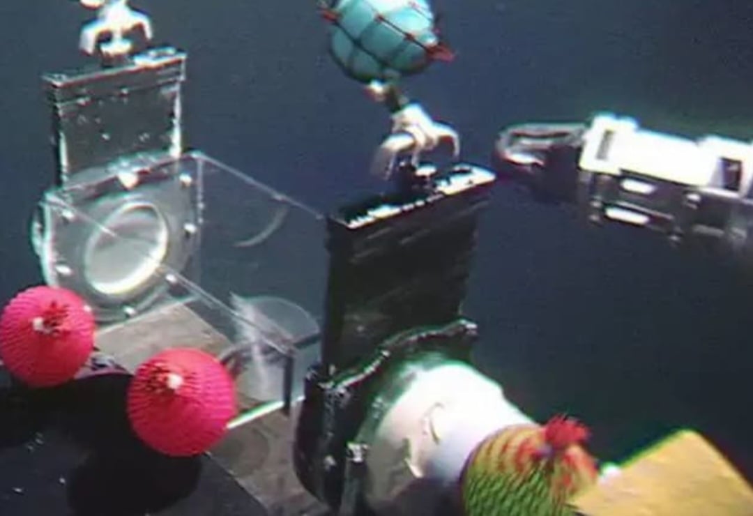 Recentemente, um pesquisador brasileiro participou de uma descoberta no Oceano Pacífico. André Carrara Morandini, da Universidade de São Paulo (USP), se uniu a cientistas japoneses na identificação de uma nova espécie de água-viva.
-Divulgação 
