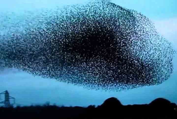 Tratam-se de vastos e coordenados movimentos em grupo que esses pássaros realizam no céu, criando padrões fluidos que parecem dançar no ar.