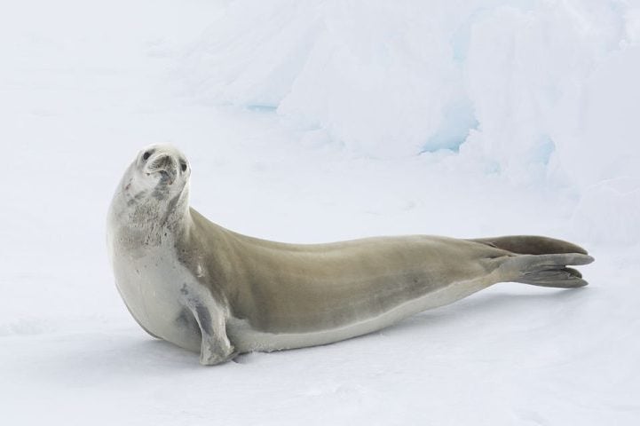 Segundo os cientistas, a presenÃ§a da foca provavelmente era parte de uma migraÃ§Ã£o temporÃ¡ria, jÃ¡ que a regiÃ£o tem pouca oferta de krill, seu alimento principal. 