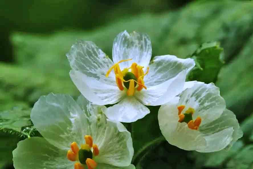 Flor esqueleto (Diphylleia grayi): Essa espÃ©cie possui uma caracterÃ­stica Ãºnica e fascinante: suas pÃ©talas se tornam transparentes quando entram em contato com a Ã¡gua.