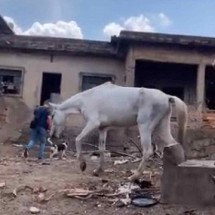 Idosa debilitada e animais em condições precárias mobilizam entidade em BH