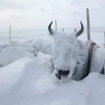 Raça brava de boi resiste ao frio na cidade mais gelada do planeta - Divulgação
