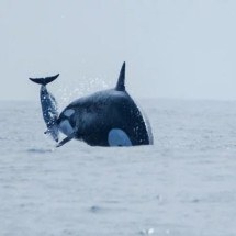 Pra quem não viu: flagrante de orcas caçando golfinho no Chile - Divulgação Luis Aguillar Cetalab
    