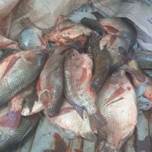 Trio é detido com peixes mortos pescados na Lagoa da Pampulha, em BH - Guarda Municipal de Belo Horizonte