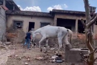 Idosa debilitada e animais em condições precárias mobilizam entidade em BH
